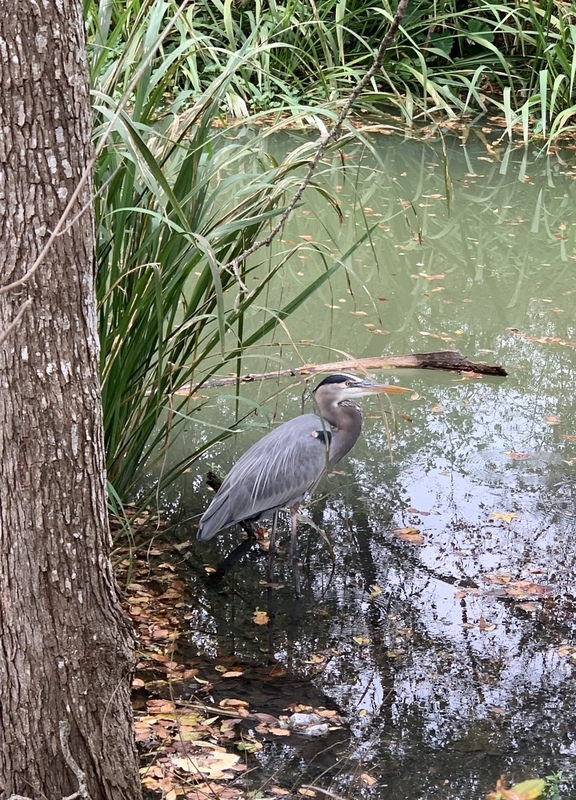 Great Blue Heron