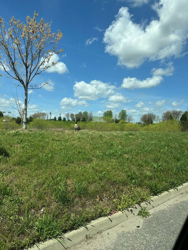 Canadian Goose in the wild