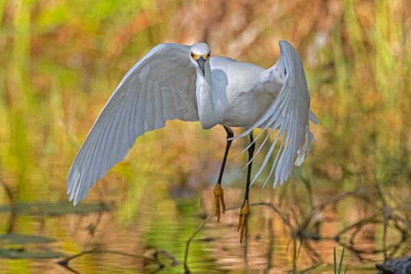 Snowy Egret