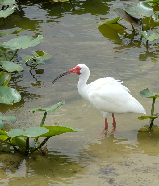 White Ibis