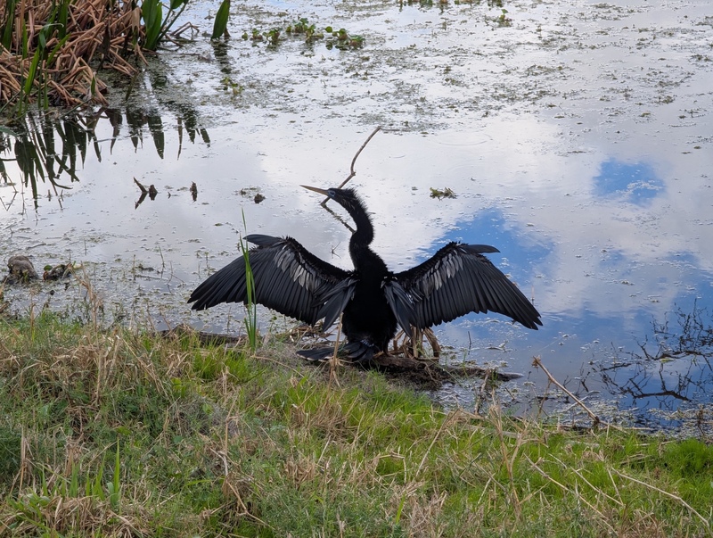 Anhinga