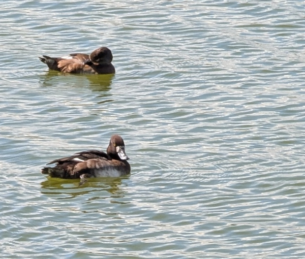 Ring-Necked Duck