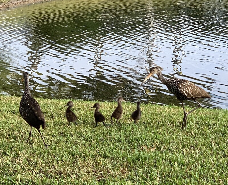 Limpkin Family