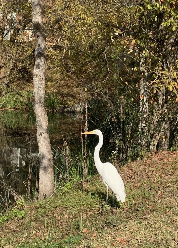 Great Egret