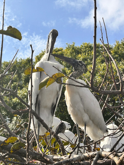Woodstorks