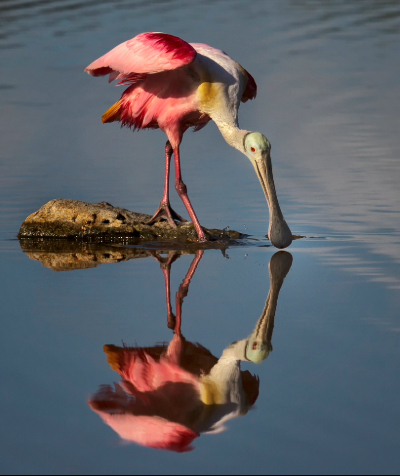 Roseate Spoonbill