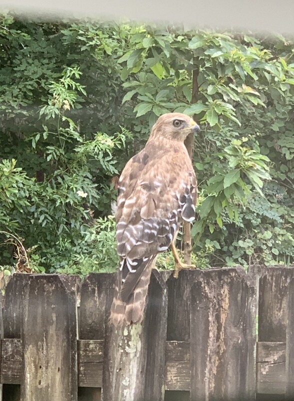 Red Shouldered Hawk