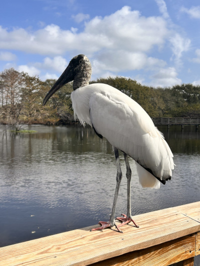 Woodstork