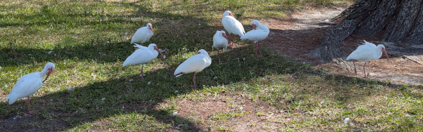 White Ibis