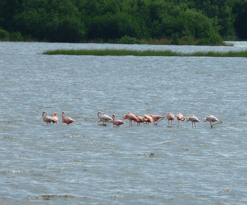 American Flamingo
