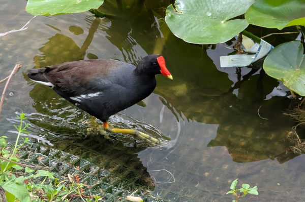 Common Gallinule