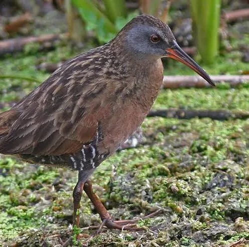 Virginia Rail