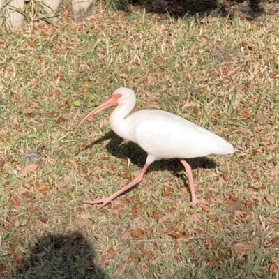 American White Ibis