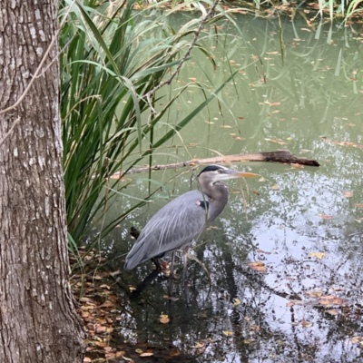 Great Blue Heron