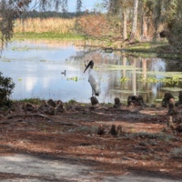Woodstork