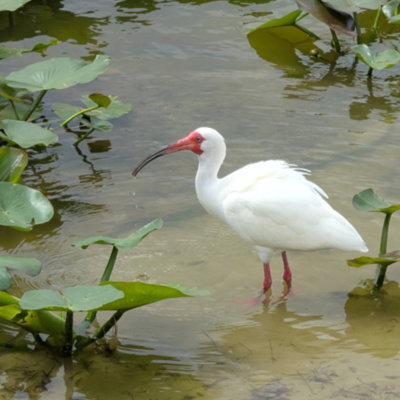 White Ibis