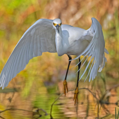 Snowy Egret