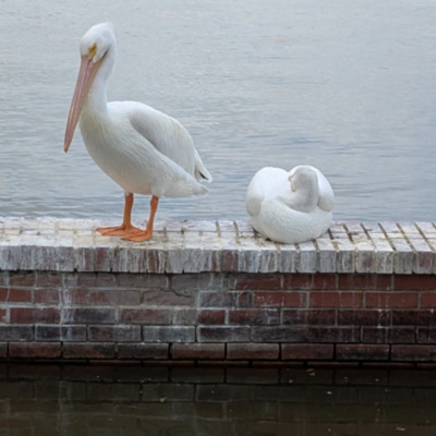 American White Pelican