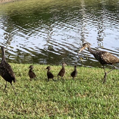 Limpkin Family