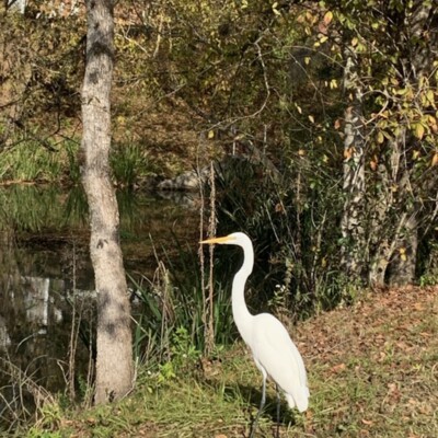 Great Egret