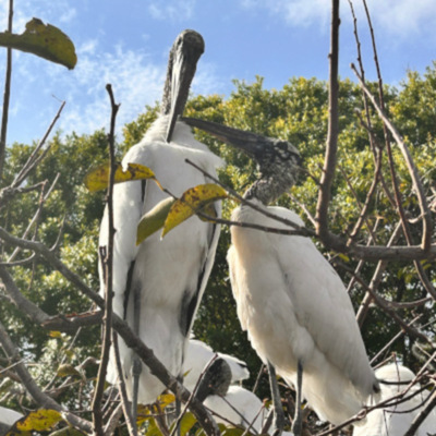 Woodstorks