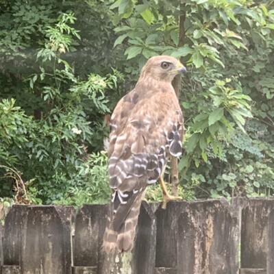 Red Shouldered Hawk 