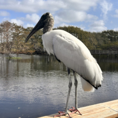 Woodstork 