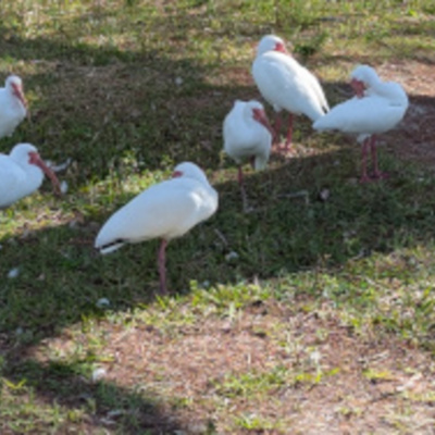 White Ibis