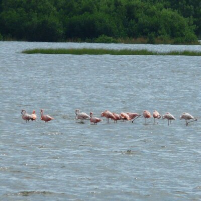 American Flamingo