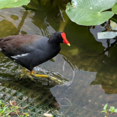 Common Gallinule
