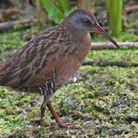 Virginia Rail